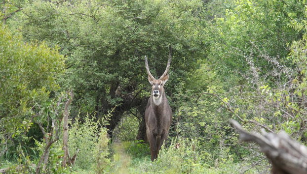 Una experiencia de safari en el Parque Nacional Zambezi - Foto 5
